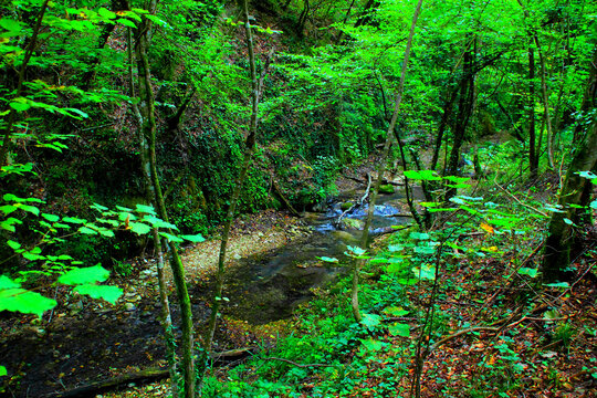 Sumptuous scenery from Sarnano on the road to Cascata del Pellegrino looking at a small rivulet descending through solid brown and green-colored musky rocks, surrounded by vegetation and fresh trees