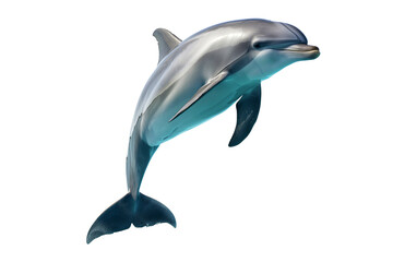 Cute dolphin jumping isolated on transparent background