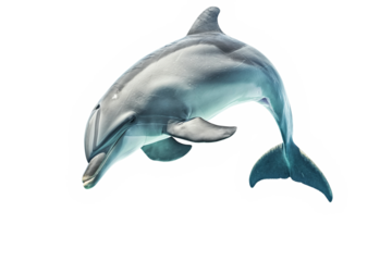 Cute dolphin jumping isolated on transparent background