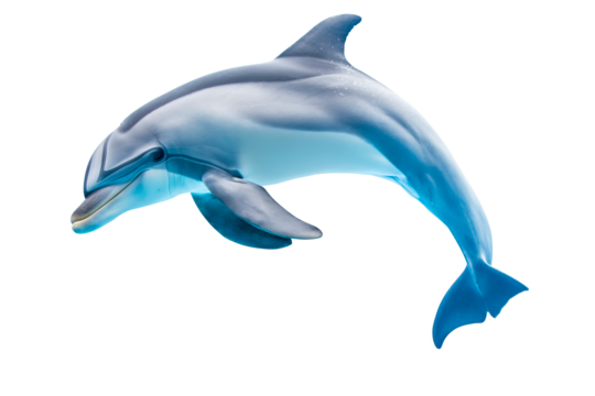 Cute dolphin jumping isolated on transparent background