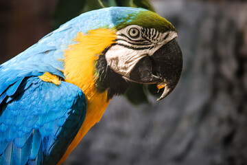 portrait of a colourful tropical parrot