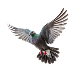 Pigeon flying high resolution on transparency background PNG