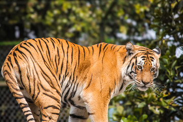 black and orange tiger in a zoo