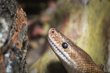 Brown snake with black eyes in the forest
