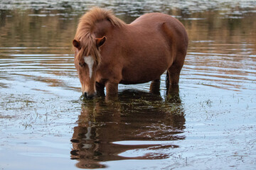 Red brown bay wild horse stallion reflecting in the Salt River near Phoenix Arizona United States