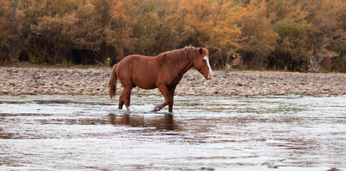 Rusty brown bay wild horse stallion walking across the Salt River near Phoenix Arizona United States