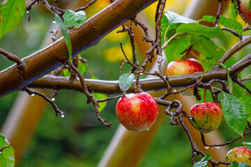 fresh squeezed apple juice, red apples hanging on the tree during the rain, a raindrop on an apple, a drop of water