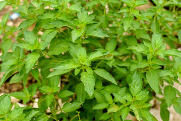 Fototapeta na wymiar green basil leaves