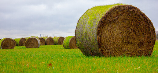 Round straw bales rolled in the field, spring scenery, green grass, bales covered with grass