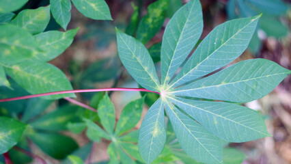 Cassava leaves growing on a tree.
