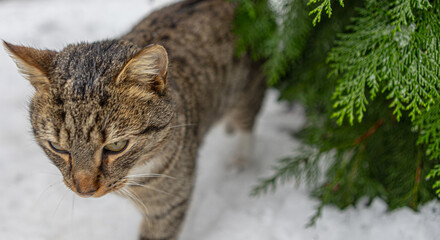 Cat on a winter walk
