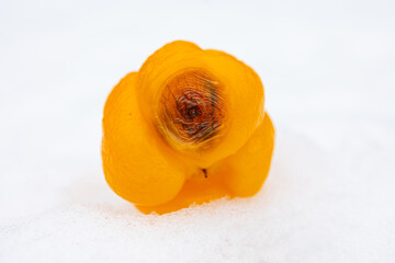 Rotten Sweet pepper yellow on white background. on background snow