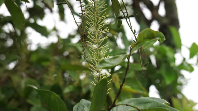 Macadamia ternifolia (small fruited Queensland nut, gympie nut) flower. skin care, anti-aging treatments, nail care, and aromatherapy.