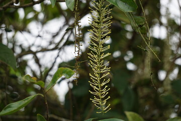 Macadamia ternifolia (small fruited Queensland nut, gympie nut) flower. skin care, anti-aging treatments, nail care, and aromatherapy.