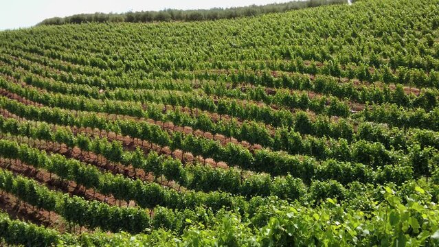 Rows Of Green Grapevines In Summer- Vineyard In Constantia, Cape Town, South Africa. - wide shot
