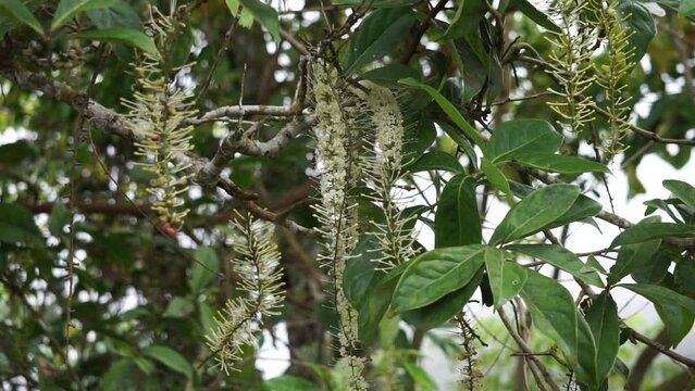 Macadamia ternifolia (small fruited Queensland nut, gympie nut) flower. skin care, anti-aging treatments, nail care, and aromatherapy.