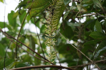 Macadamia ternifolia (small fruited Queensland nut, gympie nut) flower. skin care, anti-aging treatments, nail care, and aromatherapy.