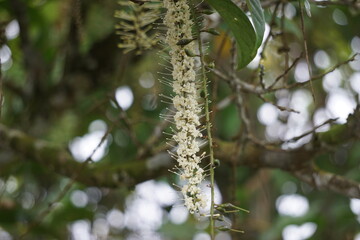 Macadamia ternifolia (small fruited Queensland nut, gympie nut) flower. skin care, anti-aging treatments, nail care, and aromatherapy.
