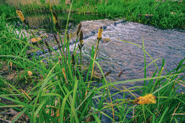 Green river plant Acorus Calamus, calamus, calamus plant and  river in the background, summer time
