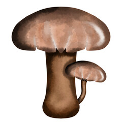 Autumn Mushrooms Illustration