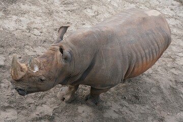 Naklejka premium A top view of an adult rhinoceros on the ground