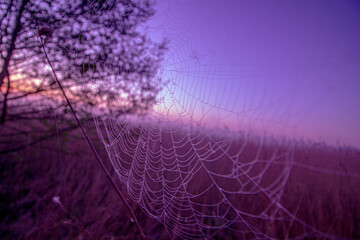 Spider web covered with dew, water drops on the meadow in the morning, spider's web
