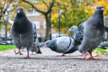 pigeon in the center of the frame, pigeon breeder, pigeon food
