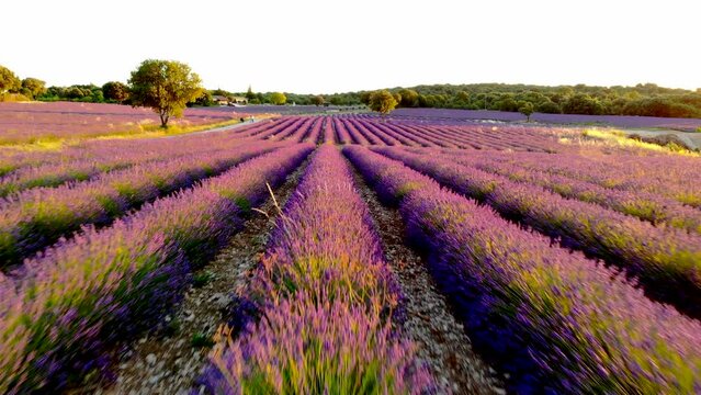 Provence, Lavender field at sunset, Valensole Plateau Provence France blooming lavender fields in Europe