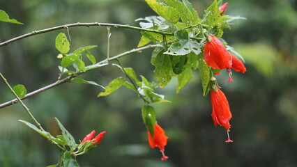 Malvaviscus (Turk's cap mallow, wax mallow, sleeping hibiscus, mazapan). This plant is used mostly for wounds, fever, hypertension, sore throat, bronchitis, gastritis, and liver problems