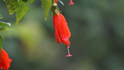 Malvaviscus (Turk's cap mallow, wax mallow, sleeping hibiscus, mazapan). This plant is used mostly for wounds, fever, hypertension, sore throat, bronchitis, gastritis, and liver problems