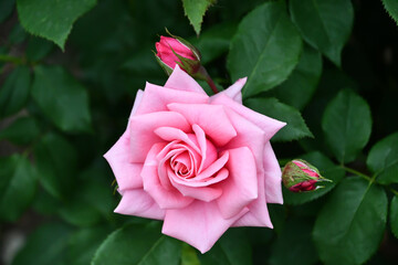 バラ「ジーン・バーナー」