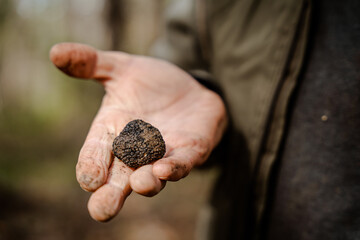 Black domestic truffle, oganic super food, istrian locally grown, organic