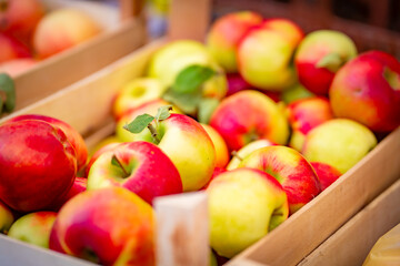 Red Yellow  domestic apple, nutritional food, home made, organic