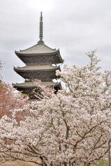 仁和寺の御室桜と五重塔