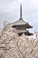 Fototapeta premium 仁和寺の御室桜と五重塔