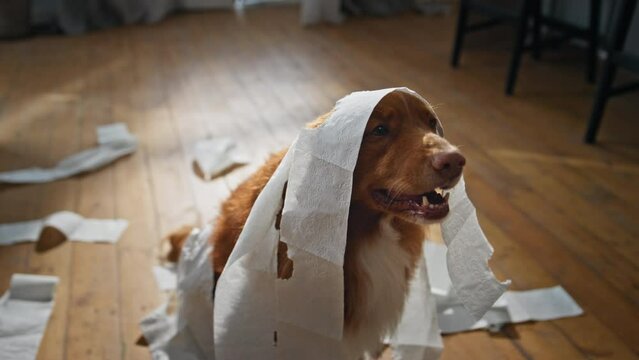 Funny dog wrapped toilet paper littering at apartment floor closeup. Pet playing