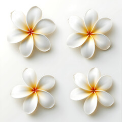 Fototapeta premium frangipani plumeria flower on white background