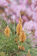 仁和寺の松ぼっくり