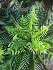 natural flowers and plants