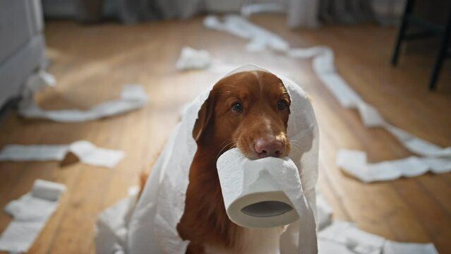 Puppy making mess toilet paper playing in apartment close up. Dog holding roll