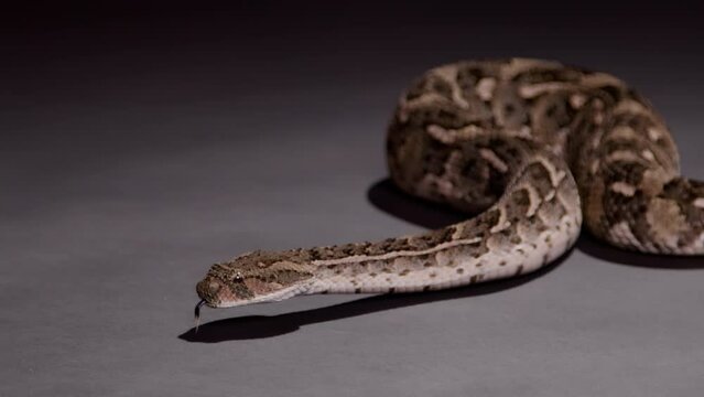 Puff Adder close up on black background nature documentary