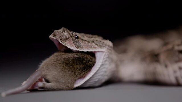 Puff adder close up eating a rodent nature documentary