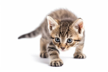Adorable Tabby Kitten Gazing Curiously on a White Background