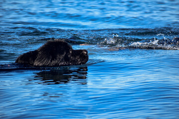 Perro Terranova nadando en el mar