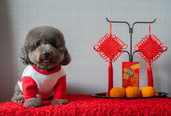 Adorable black poodle dog wearing chinese new year cloth with hanging pendant, red envelope or ang pao(words mean dragon and good luck) and oranges on red cloth floor.