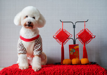 Adorable white poodle dog wearing chinese new year cloth with hanging pendant, red envelope or ang pao(words mean dragon and good luck) and oranges on red cloth floor.