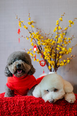 Adorable poodle dogs wearing chinese new year cloth with hanging pendant (word mean blessing) on yellow cherry blossom on red cloth floor.