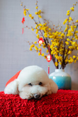 Adorable white poodle dog wearing chinese new year cloth with hanging pendant (word mean blessing) on yellow cherry blossom on red cloth floor.