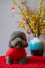 Adorable black poodle dog wearing chinese new year cloth with hanging pendant (word mean blessing) on yellow cherry blossom on red cloth floor.