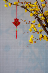 A hanging pendant (word mean blessing) at yellow chinese blossom tree on wall background for Chinese new year concept.